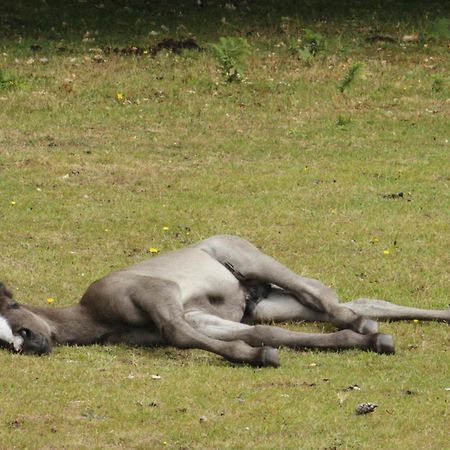 Avondale New Forest Godshill  Dış mekan fotoğraf