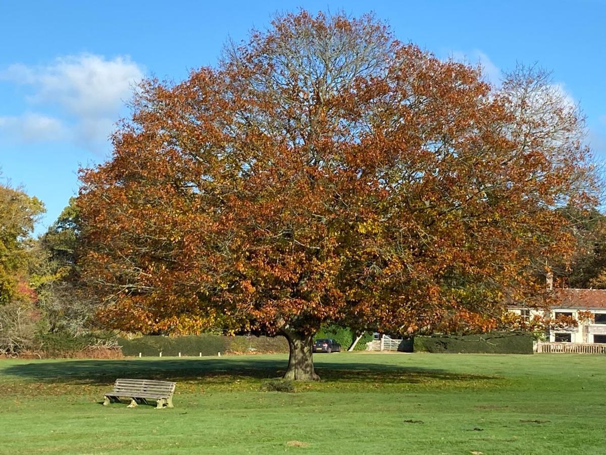 Avondale New Forest Godshill  Dış mekan fotoğraf