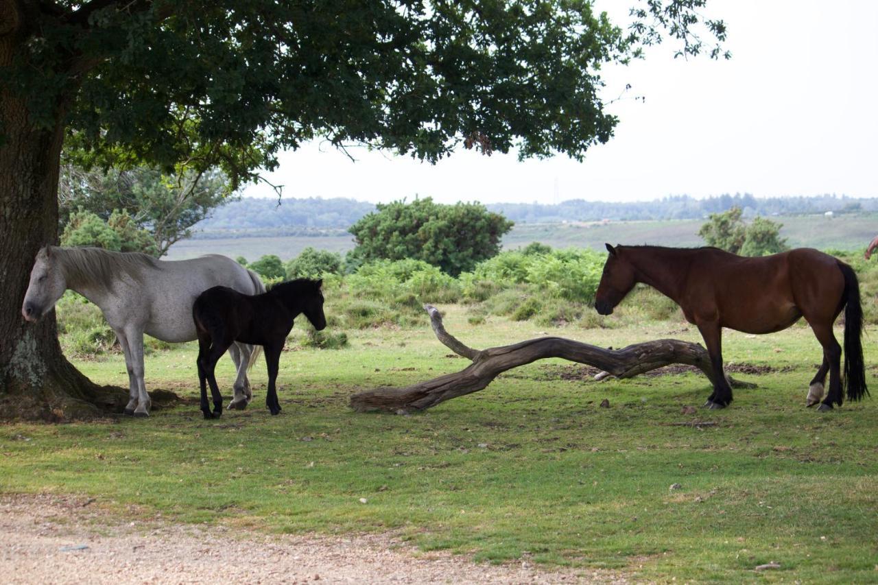 Avondale New Forest Godshill  Dış mekan fotoğraf