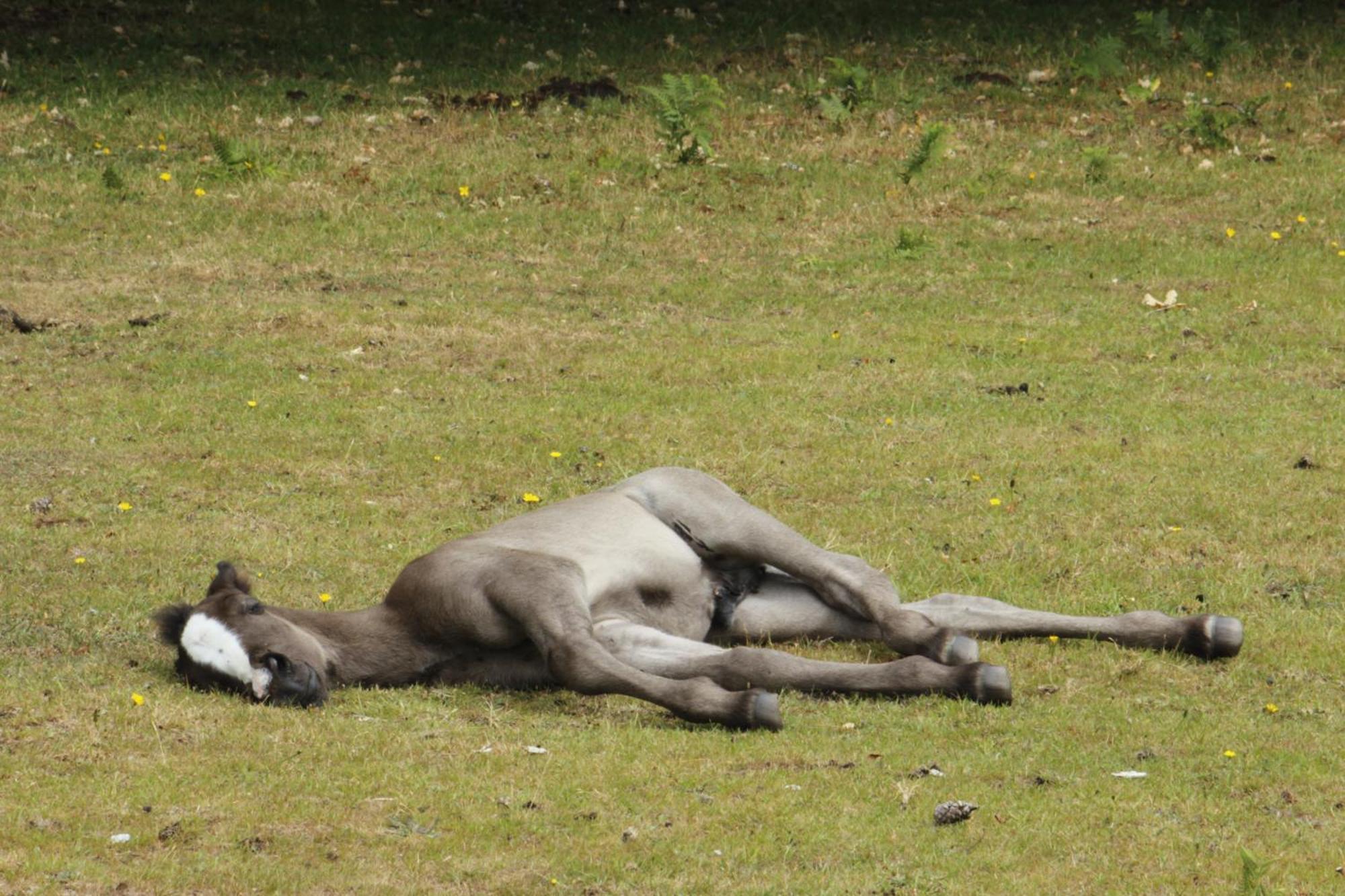 Avondale New Forest Godshill  Dış mekan fotoğraf